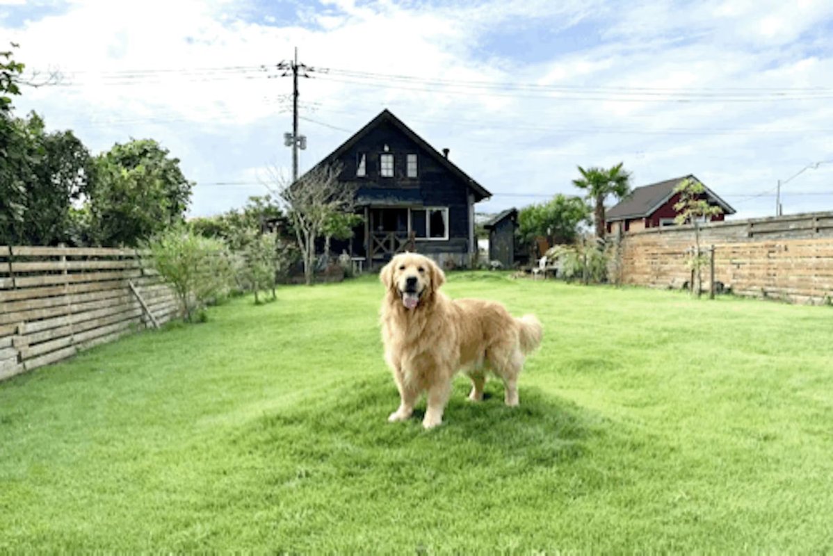 九十九里ドッグコテージのわんこ